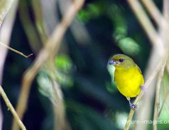 Thick-billed euphonia female