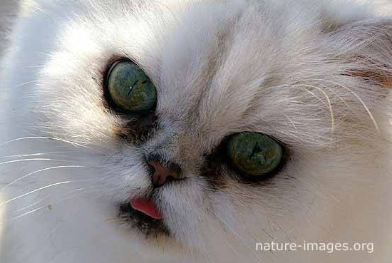 White Cat Green Eyes