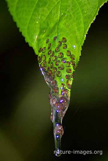 Tadpole on a leaf