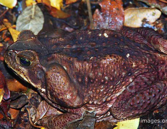Giant Neotropical Toad 