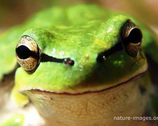 Rain Forest Frog