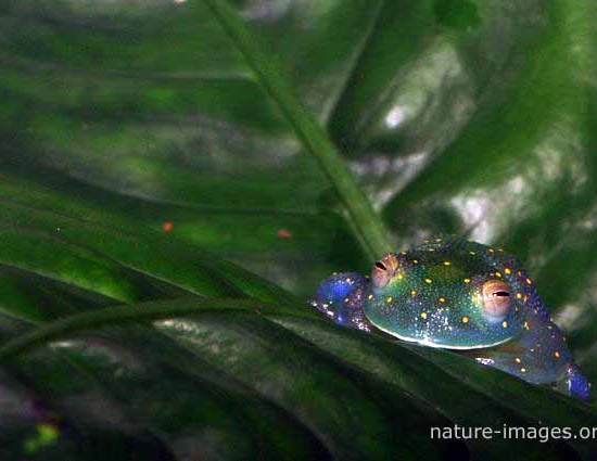 Snouted Glass Frog 
