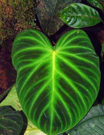 Green Leaf Image