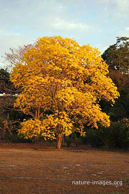 Guayacan Tree 