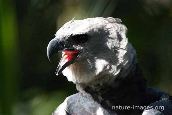 Harpy Eagle Portrait