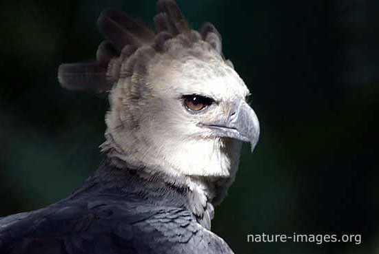 Harpy Eagle