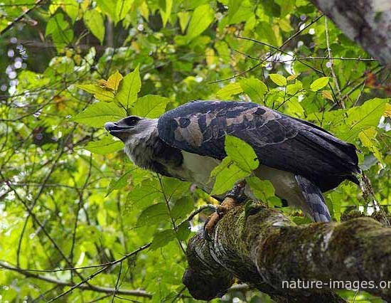 Harpy Eagle Panama