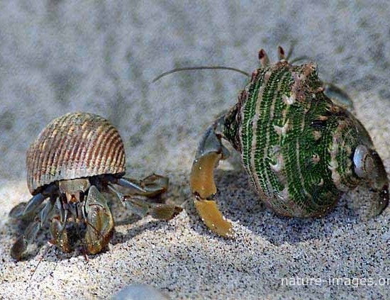 Hermit crab 