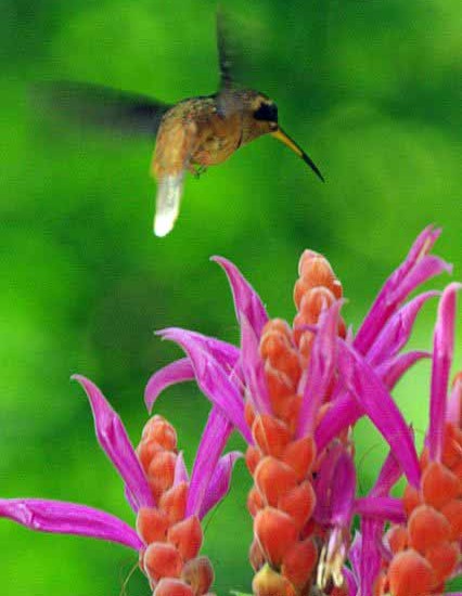 Hermit Hummingbird
