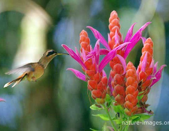 Hermit Hummingbird