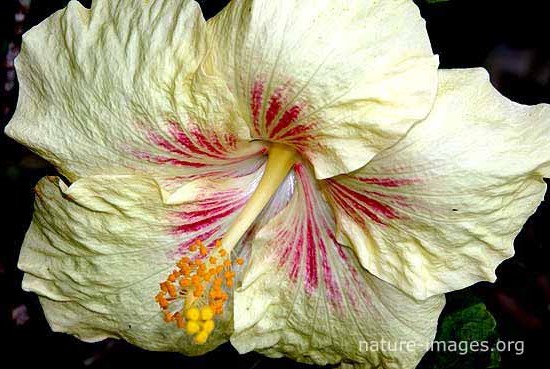 Hibiscus flower yellowish white
