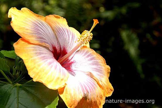 Hibiscus flower yellowish and red