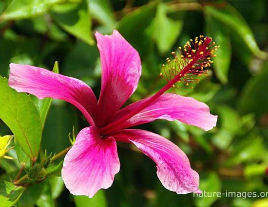 Hibiscus flower pink