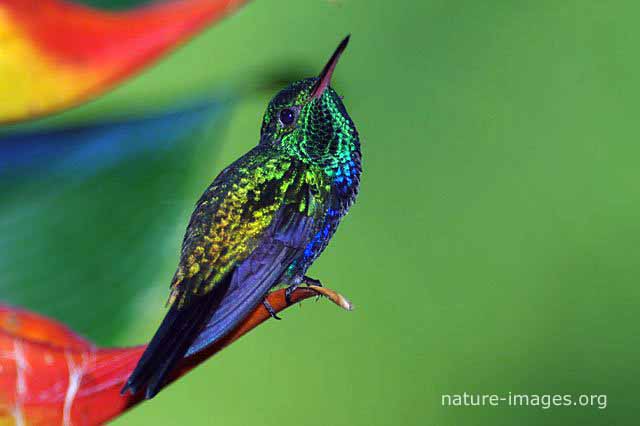 Violet Bellied Hummingbird