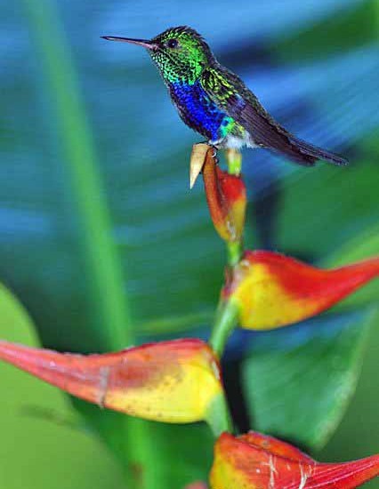 Violet Bellied Hummingbird