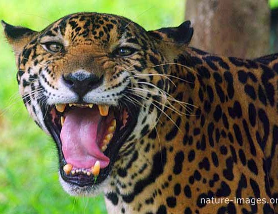Jaguar big jaws