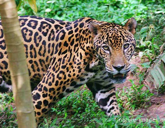 Jaguar hunting