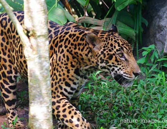 Jaguar walking in the rain forest 