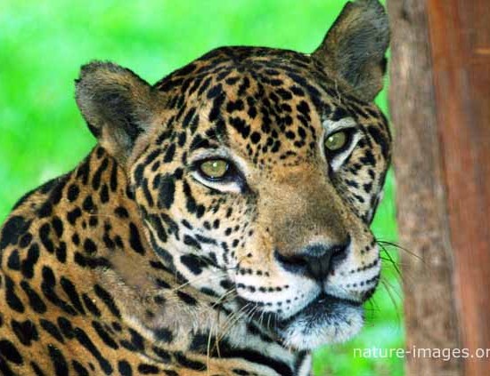 Jaguar Photo taken in Panama