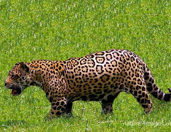 Jaguar wild cat