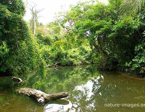 Jungle River scene photo