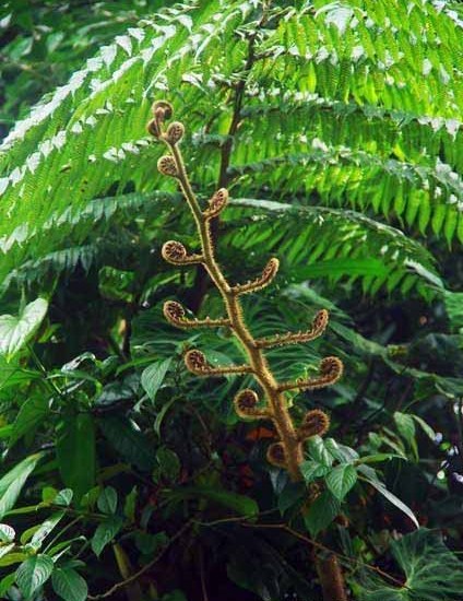 Jungle fern photo