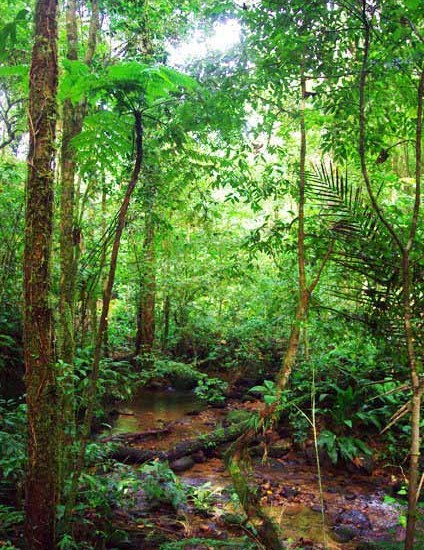 Jungle scene photo
