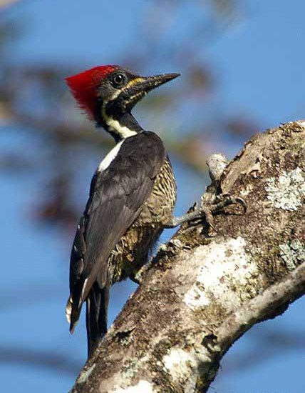Linated Woodpecker Photo
