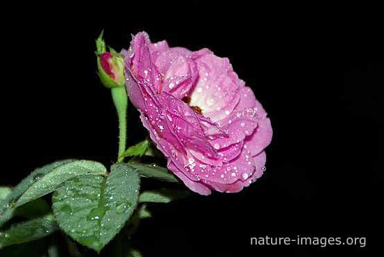 Pink Roses with raindrops