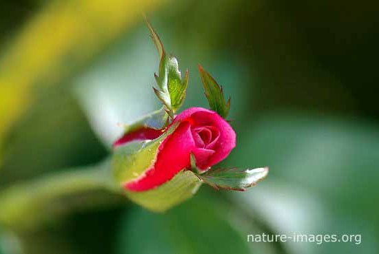 Little Red Rose Photo