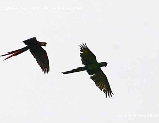 Macaw pair in flight