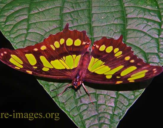 Malachite (Siproeta stelenes) Butterfly
