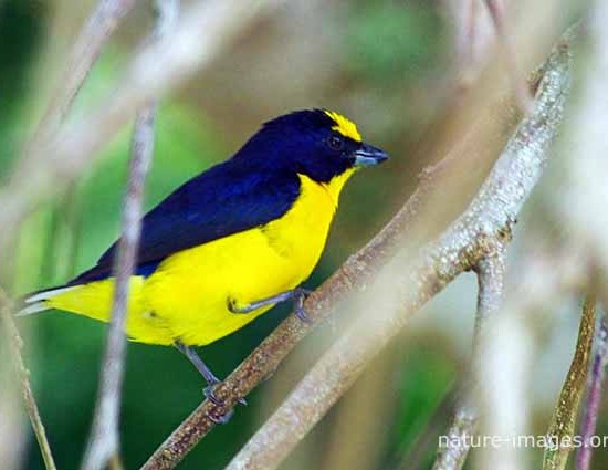 Thick-billed euphonia male