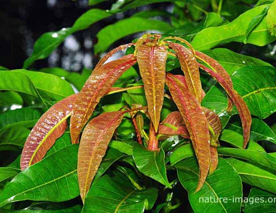 New mango tree leafs