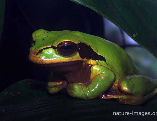 Masked-tree-frog 