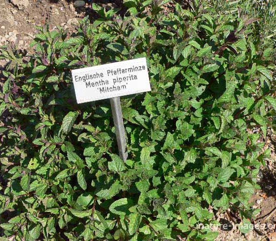 Mentha-piperita Garden Herb Photo