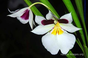 Miltoniopsis Roezlii Orchid