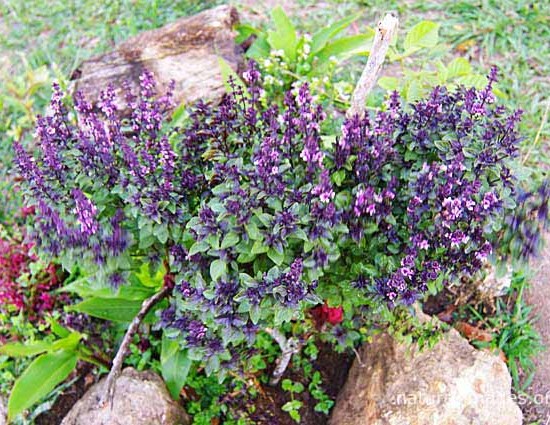 Purple Basil Photo
