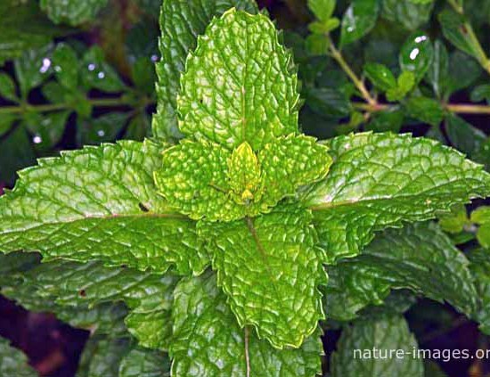 Mint leaves picture