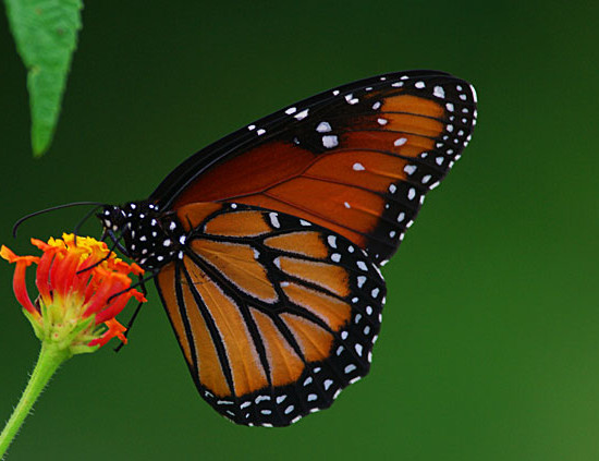 Monarch Butterfly Photo