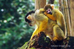 Squirrel Monkey with baby