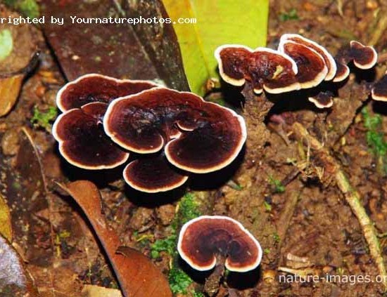 Fungi in Panamas rain forest