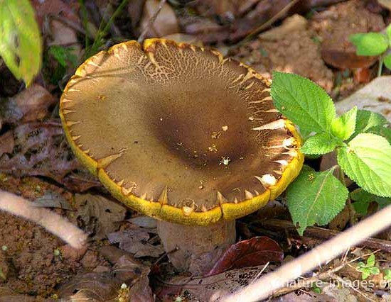 Fungi, which is separate from plants, 