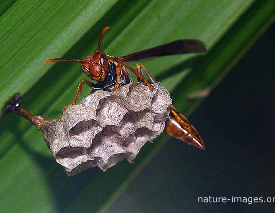 Wasp Nest Photo