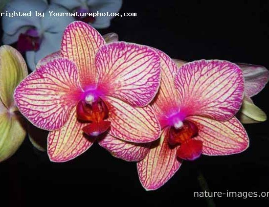 Bicolored  orchid flowers