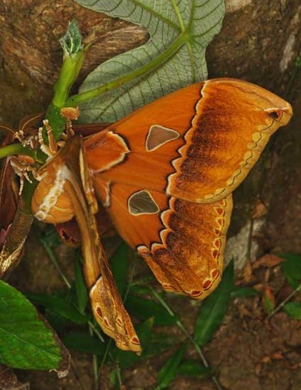 Orizaba Silkmoth (Rothschildia orizaba)