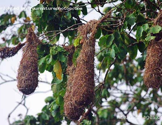 Chestnut-headed oropendola's hanging woven nest of fibres and vines