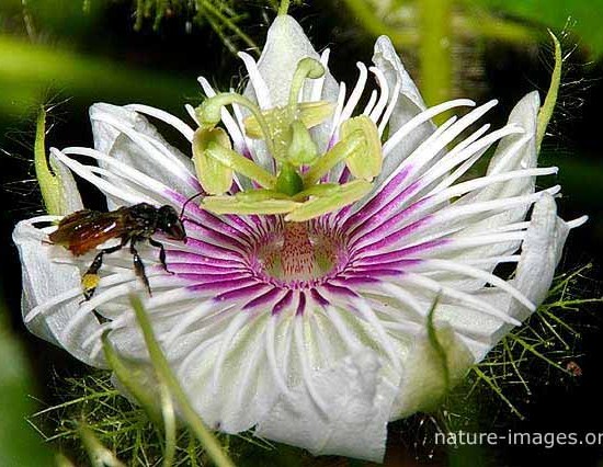Passiflora, known also as the passion flowers or passion vines