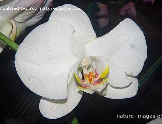 White Phalaenopsis - Moth Orchid - Photo