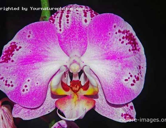 Pink Phalaenopsis - Moth Orchid